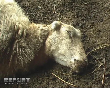 Qaxda xırdabuynuzlu heyvanlar kütləvi şəkildə tələf olur - FOTO