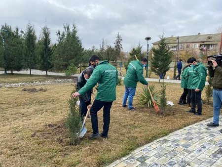 Kürdəmirdə şəhidlərin şərəfinə şam ağacları əkilib