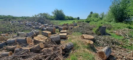 Zərdabda ağacları kəsən şəxslər saxlanılıb