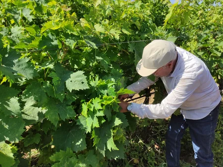 Aqrar Sığorta Fondu Şamaxıda dolu vuran üzüm bağına dəymiş zərəri hesablayır