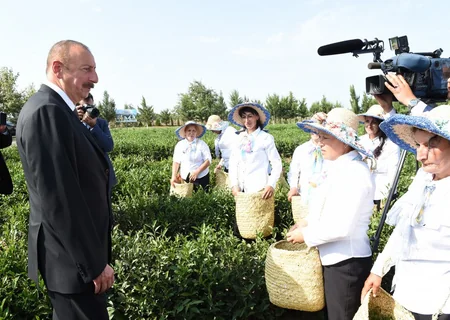 Prezident İlham Əliyev Lənkəranda “Yaşıl Çay” plantasiyası ilə tanış olub