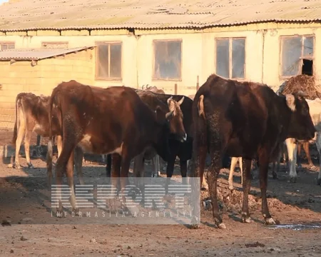 Ağdaşda iri və xırda buynuzlu heyvanlar naməlum şəraitdə tələf olur