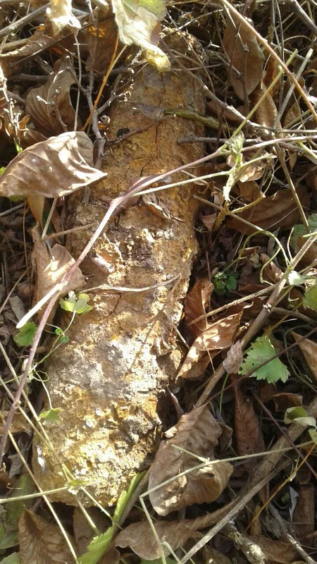 Tovuzda 4 ədəd top mərmisi aşkarlanıb