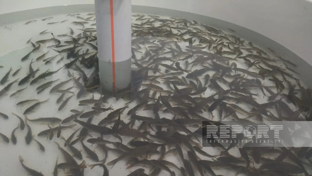 Xaçınçay su anbarına balıq körpələri buraxılıb