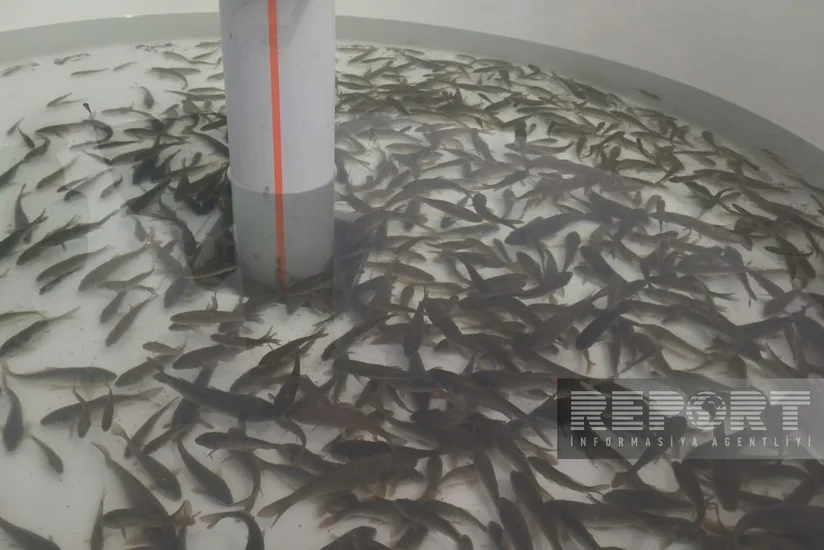 Xaçınçay su anbarına balıq körpələri buraxılıb