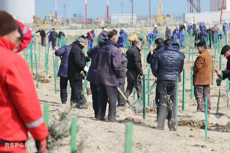 SOCAR növbəti genişmiqyaslı ağacəkmə kampaniyasına start verib - FOTOREPORTAJ
