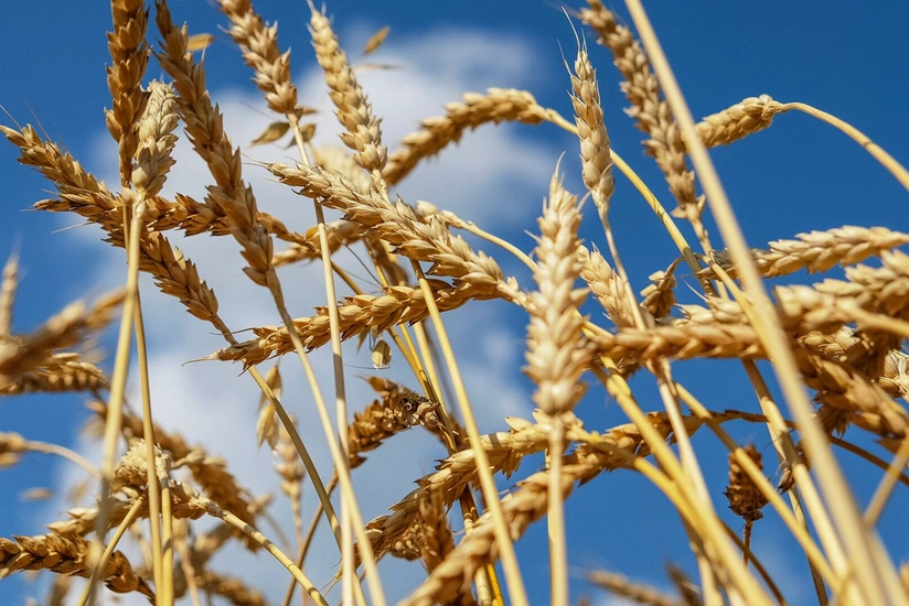 Azerbaijan increases wheat imports by about 15%