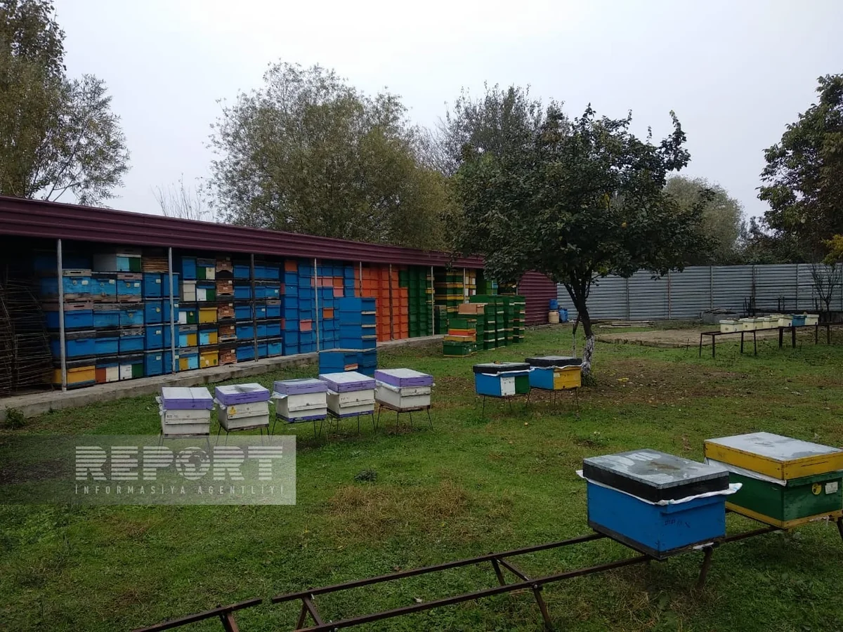 Biləsuvarda parazitlər arı ailələrinin 25 faizini məhv edib