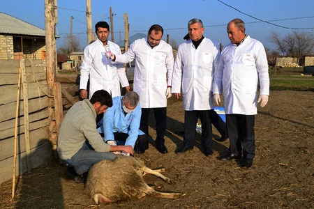 Zərdabda heyvanlar arasında iti yoluxucu xəstəliklərə qarşı profilaktik tədbirlər aparılır