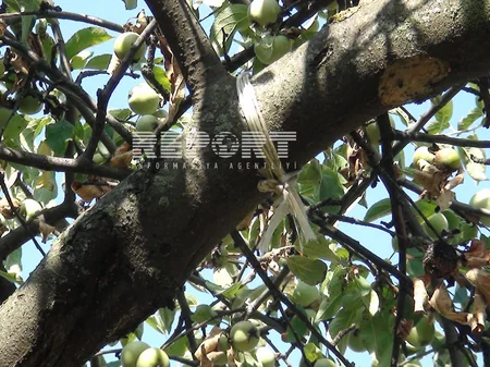 Qaxda 58 yaşlı kişi intihar edib - FOTO