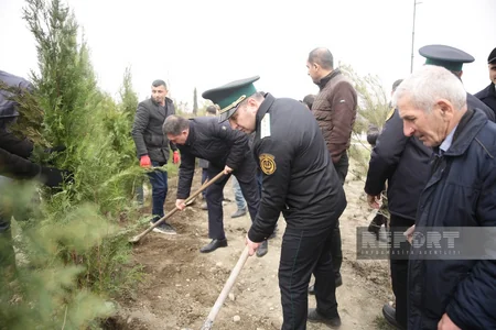 В Хачмазе прошла акция по посадке деревьев в рамках Года Гейдара Алиева