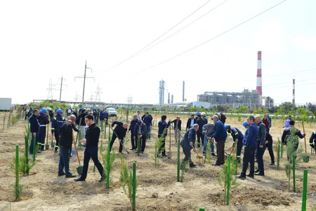 SOCAR “Heydər Əliyev İli” çərçivəsində ağacəkmə aksiyası təşkil edib