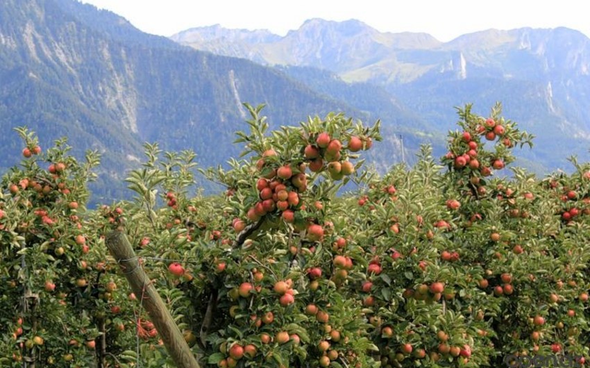 Azerbaijan enters TOP 40 countries on Environmental Performance Index