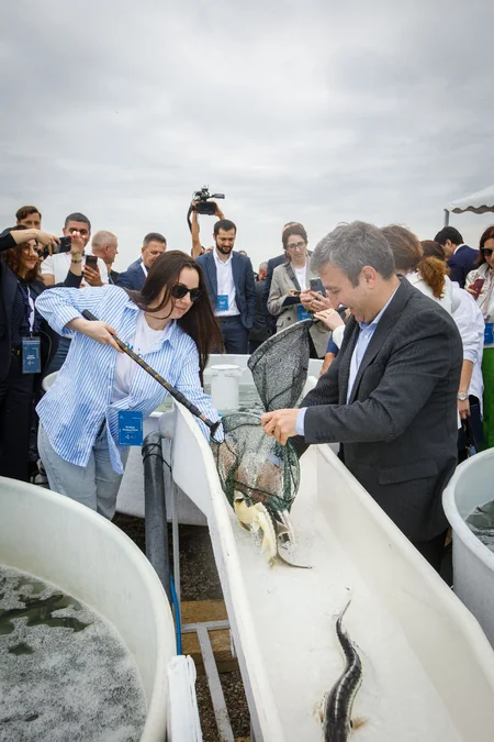 50,000 sturgeon released into the Caspian Sea by Azerbaijan fish farm to mark International Day for Biological Diversity
