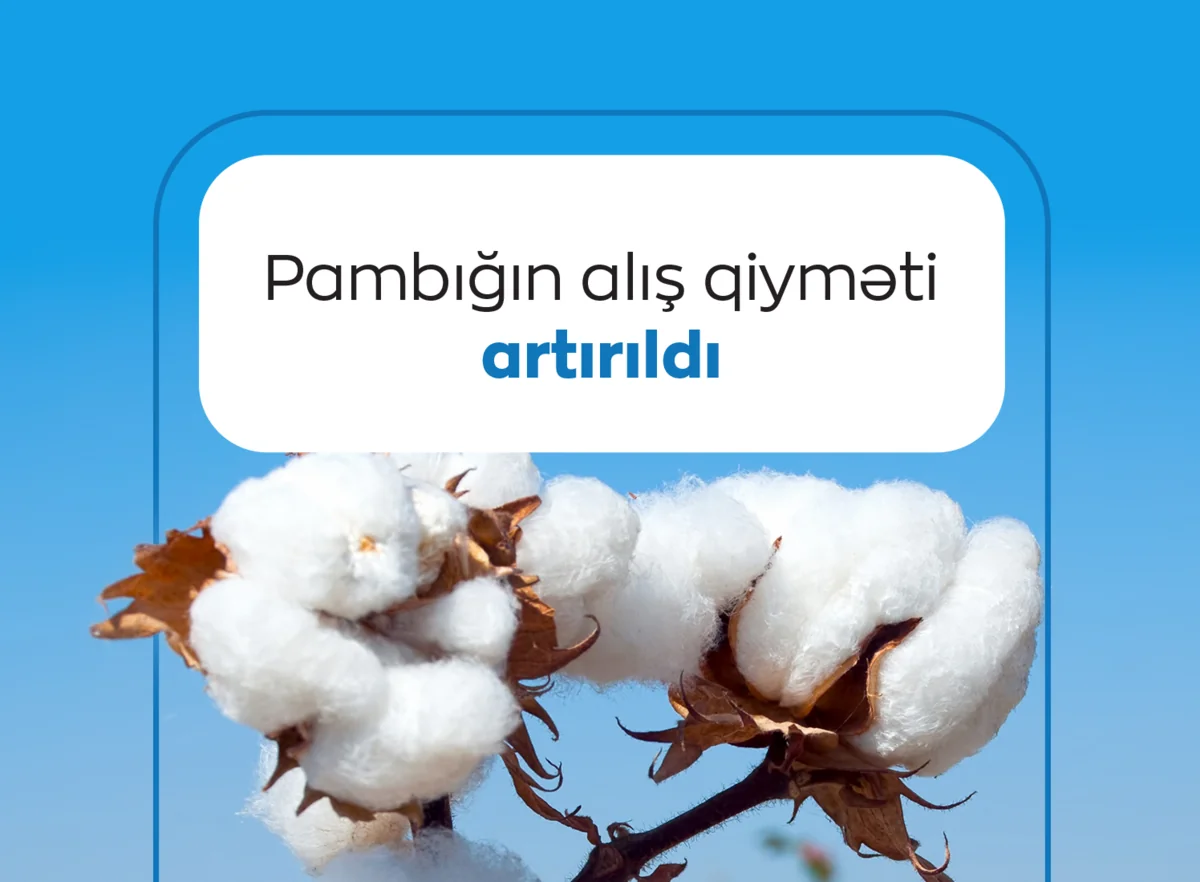 Azərbaycanda pambığın alış qiyməti növbəti dəfə artırılıb