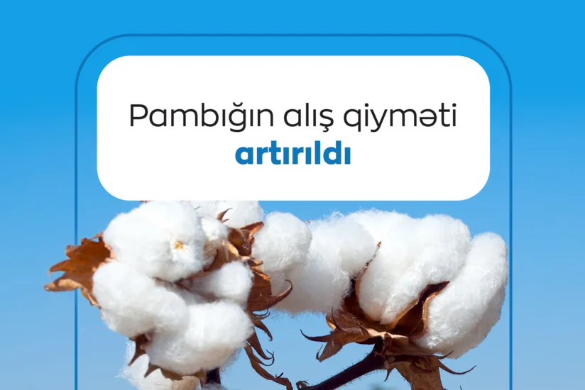 Azərbaycanda pambığın alış qiyməti növbəti dəfə artırılıb