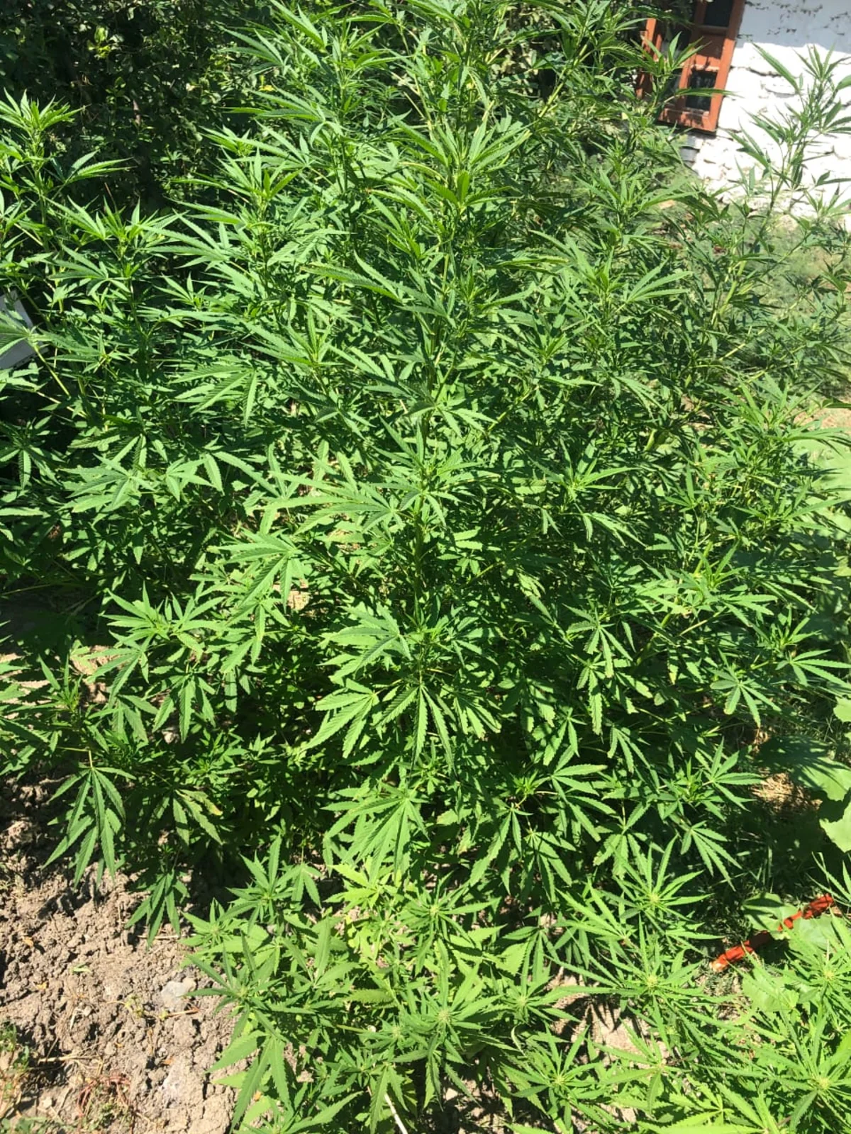 Şabran polisi əməliyyat keçirdi, üç rayon sakini saxlanıldı