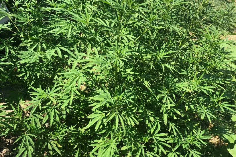 Şabran polisi əməliyyat keçirdi, üç rayon sakini saxlanıldı