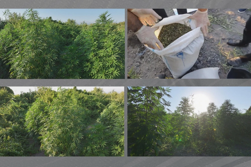 Şəkidə polis meşəlik ərazidə çətənə kolları və 8 kiloqram marixuana aşkarlayıb