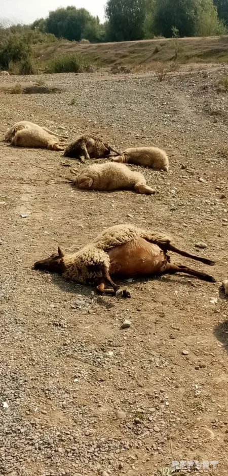 Ağcabədidə avtomobil qoyun sürüsünə girib, 10-dan çox xırdabuynuzlu tələf olub - FOTO