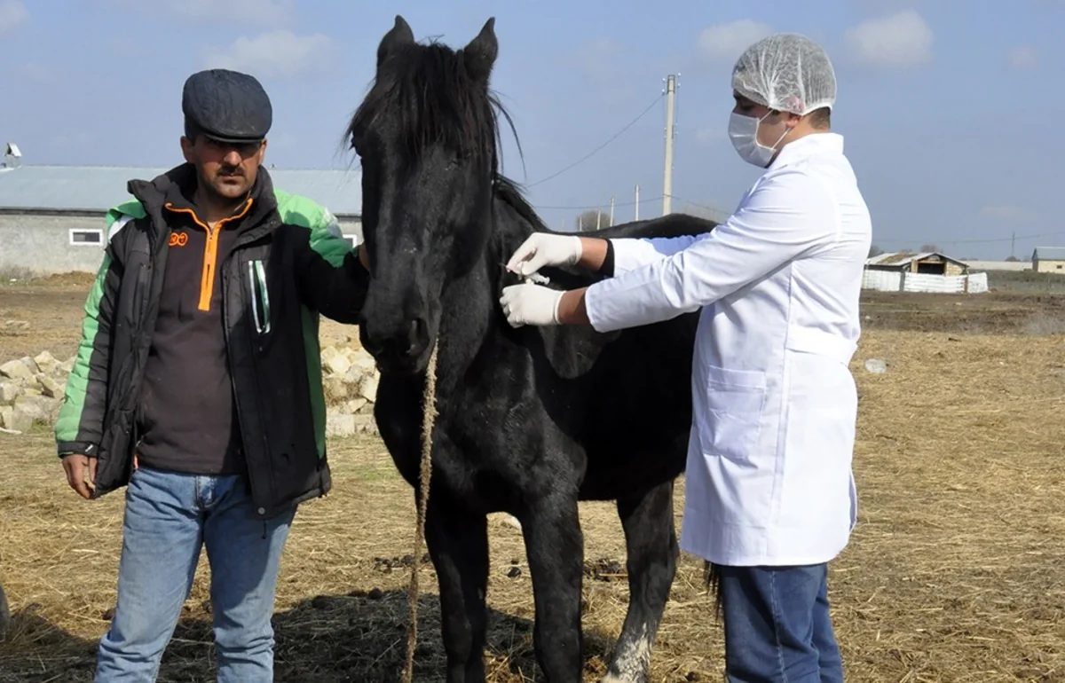 Kürdəmirdə heyvanlar arasında profilaktik peyvəndləmə tədbirləri aparılır