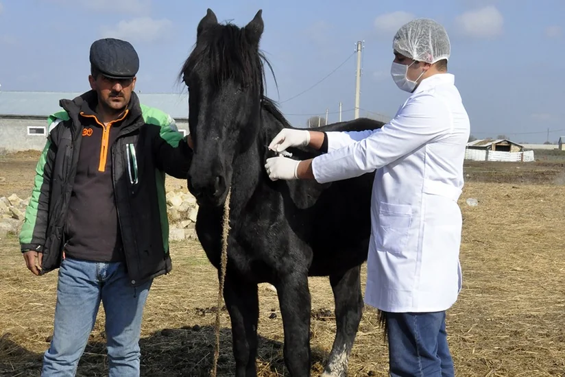 Kürdəmirdə heyvanlar arasında profilaktik peyvəndləmə tədbirləri aparılır