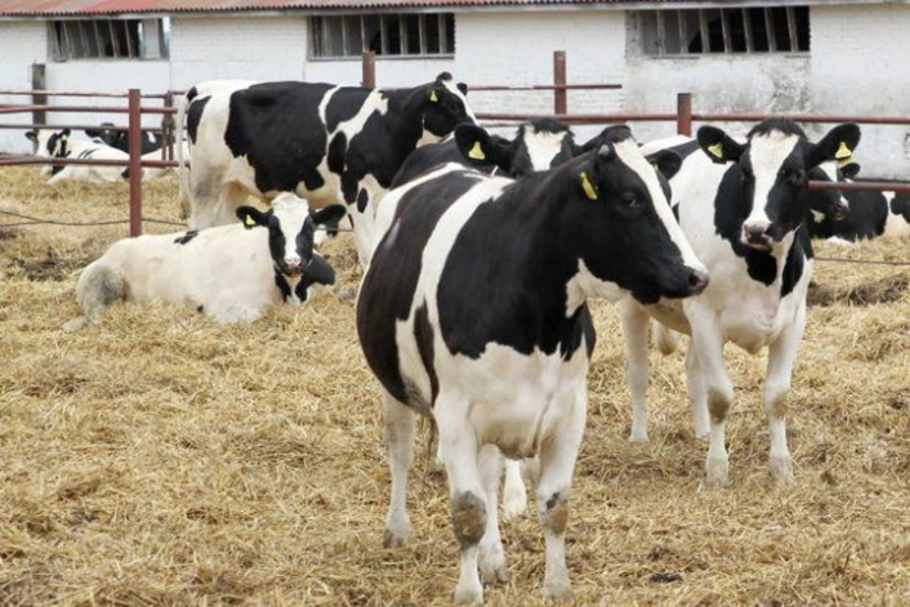 Azərbaycanda heyvandarlıq sahəsində artım qeydə alınıb