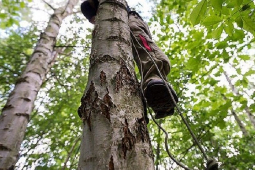Şəmkir sakini ağacdan yıxılaraq ölüb 