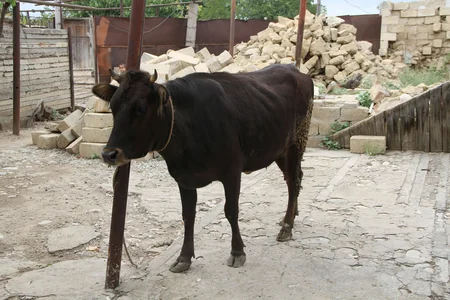 Beynəlxalq layihə çərçivəsində qadın fermerlərə dəstək göstəriləcək