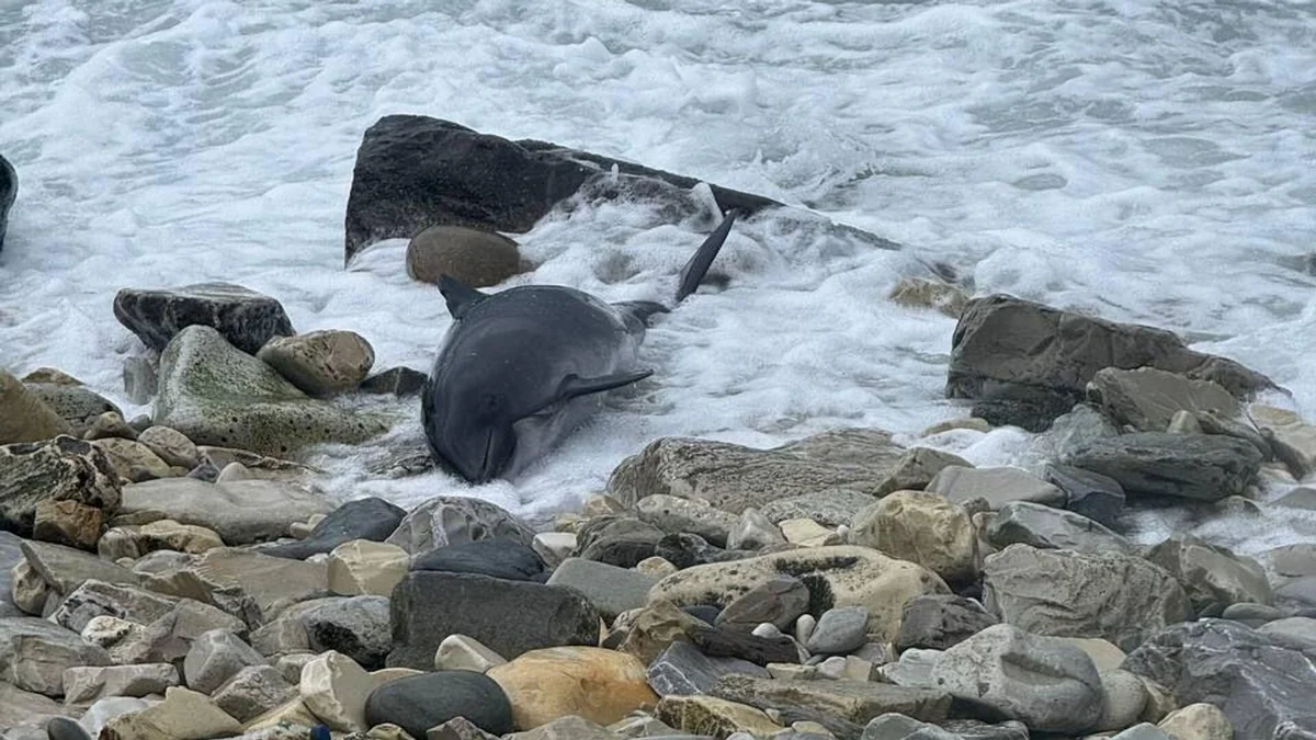 Over 80 dead dolphins found after fuel oil spill in Kerch Strait