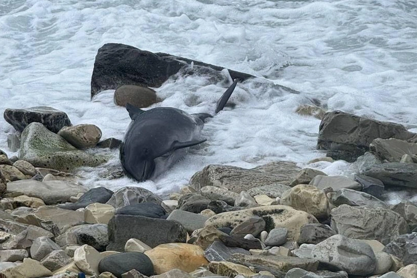 Kerç boğazında mazut sızıntısından sonra 80-dən çox ölü delfin tapılıb