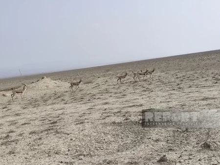 Acınohur düzünə növbəti dəfə ceyranlar buraxılıb