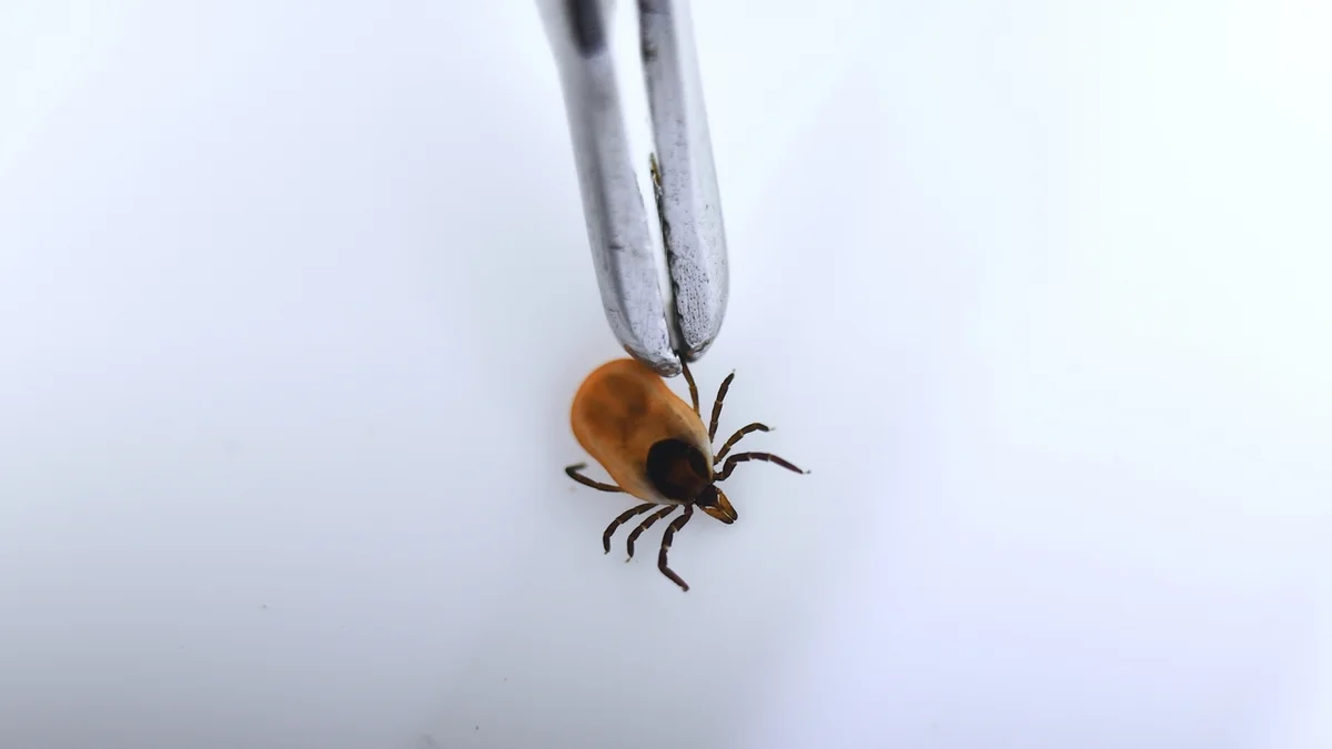 В Японии обнаружили новый вирус