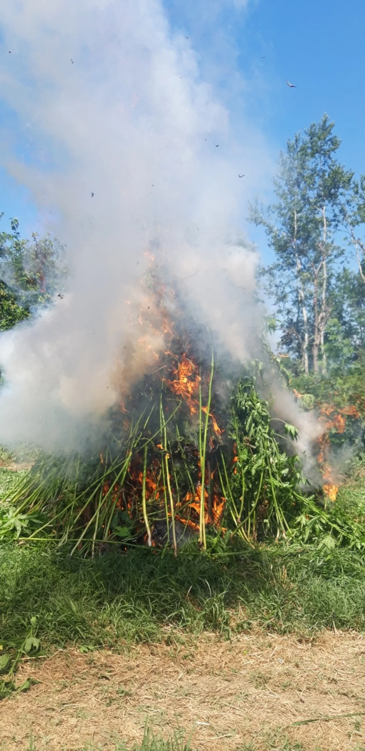Zaqatalada külli miqdarda narkotik vasitə məhv edilib