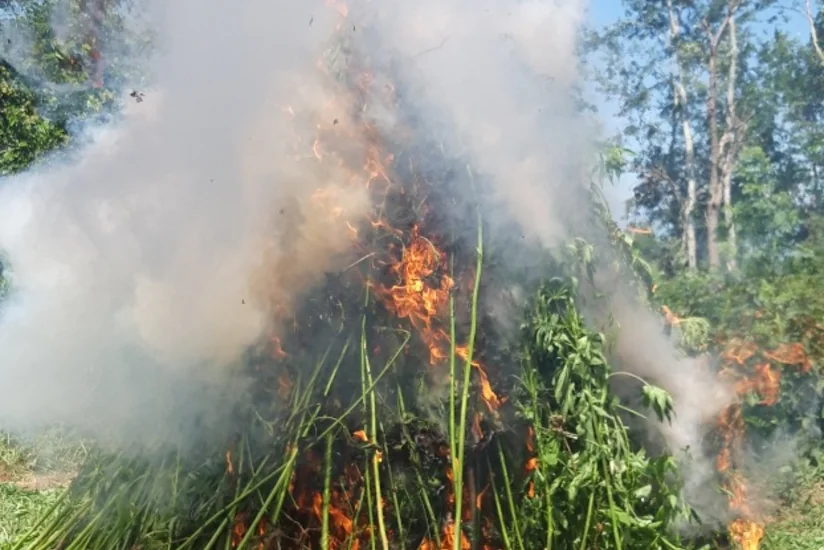 Zaqatalada külli miqdarda narkotik vasitə məhv edilib