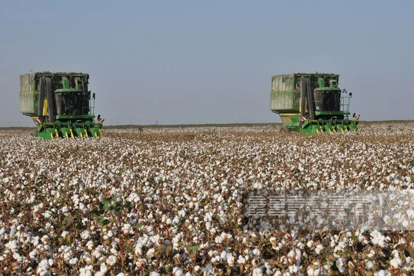 Biləsuvarda pambıq yığımında son 40 ilin ən yüksək məhsuldarlığı qeydə alınıb