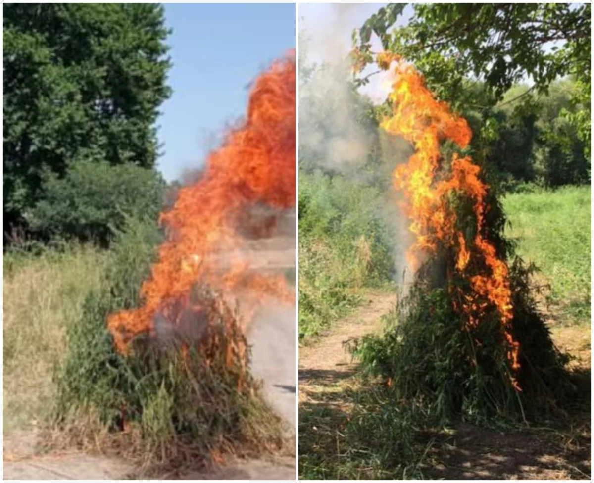 Ağdamın işğaldan azad edilmiş kəndində narkotik tərkibli bitkilər aşkar edilib