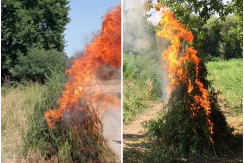 Ağdamın işğaldan azad edilmiş kəndində narkotik tərkibli bitkilər aşkar edilib