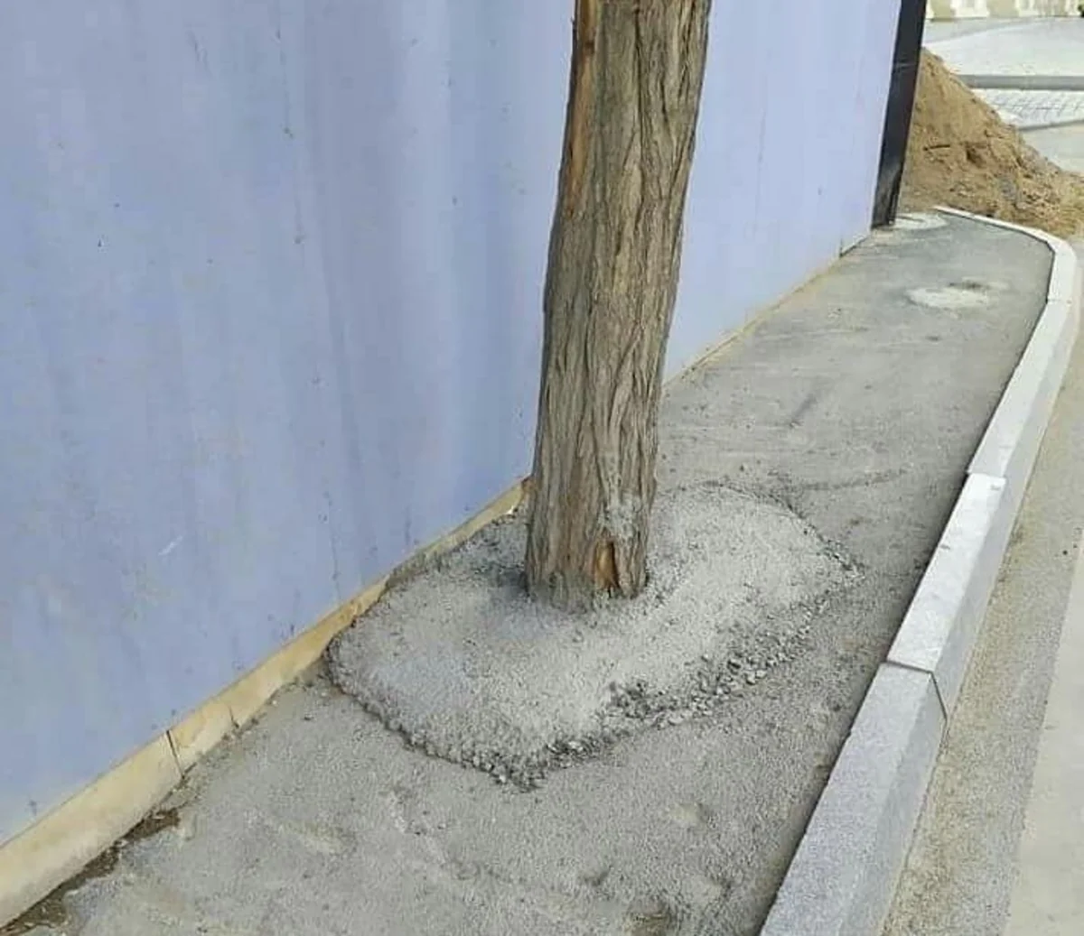 Bakıda ağacların dibini betonlayan şirkət cəzalandırıldı