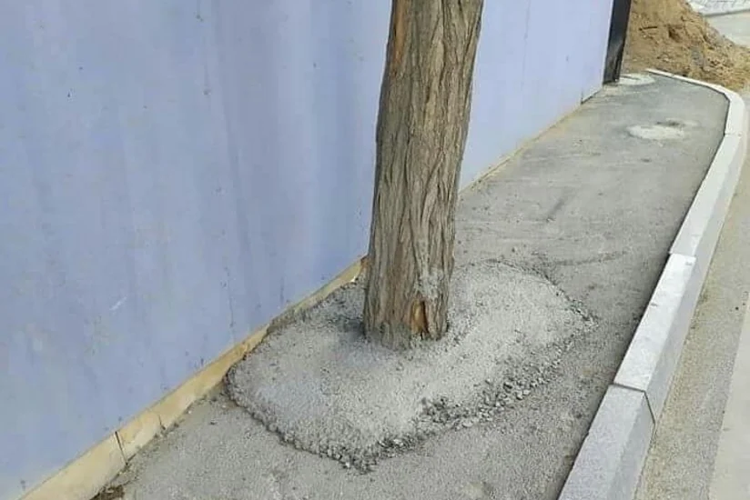 Bakıda ağacların dibini betonlayan şirkət cəzalandırıldı