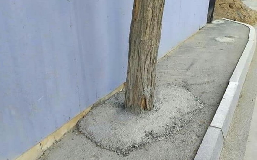 Bakıda ağacların dibini betonlayan şirkət cəzalandırıldı
