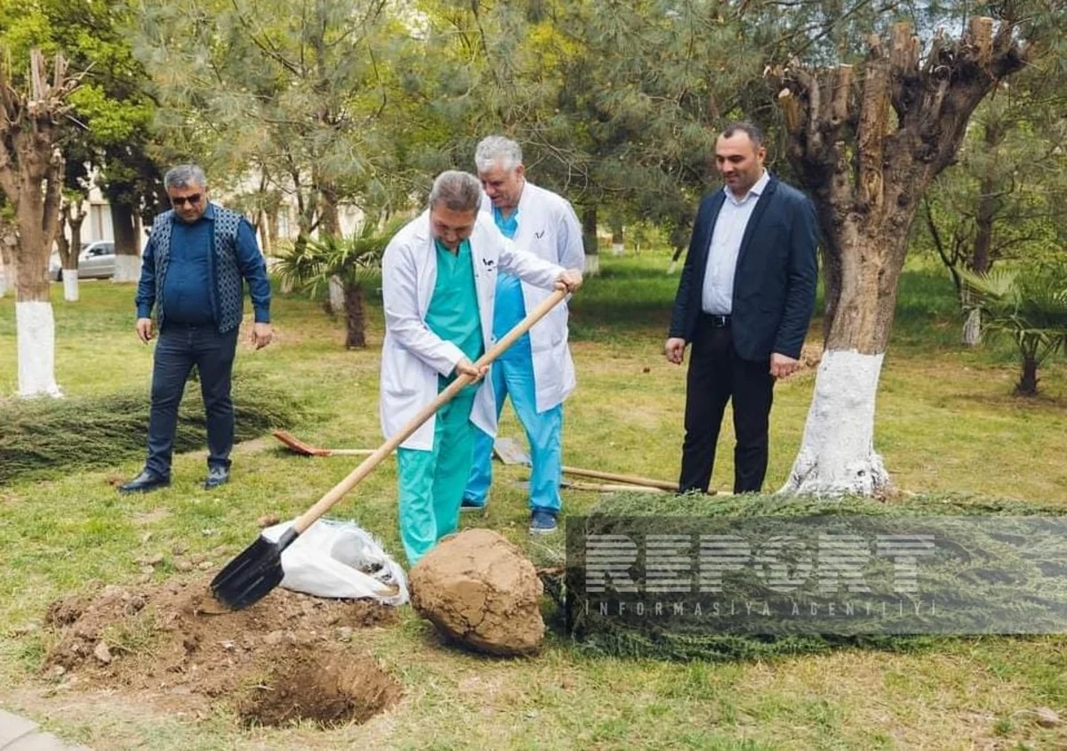 Gəncədə Heydər Əliyevin 100 illiyinə həsr olunan ağacəkmə aksiyası keçirilib