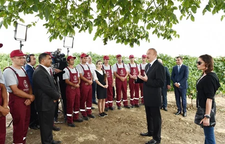 Şamaxıda “Şirvan şərabları” MMC-nin üzümçülük və şərabçılıq kompleksinin açılışı olub