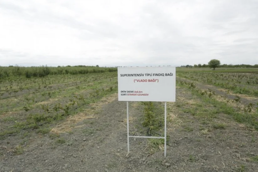 Azərbaycanda ilk dəfə super intensiv texnologiya ilə fındıq bağları salınır