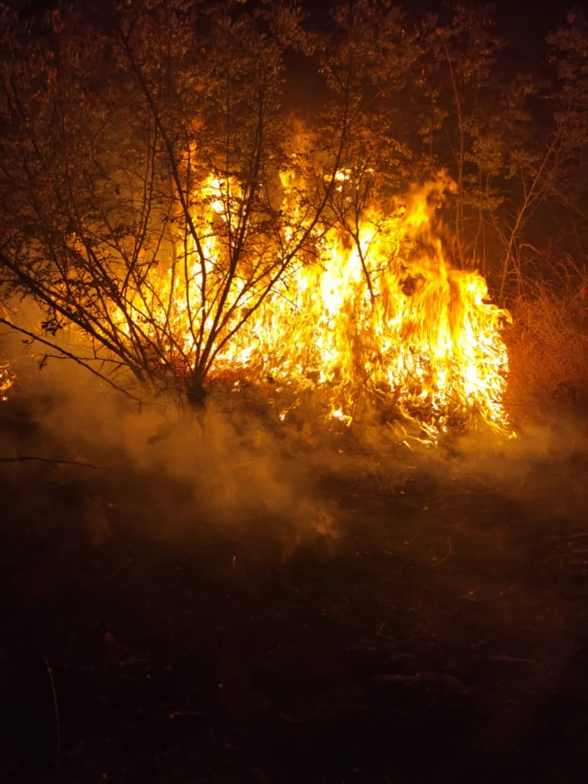 Ağsu və Şamaxıdakı yanğın söndürülüb