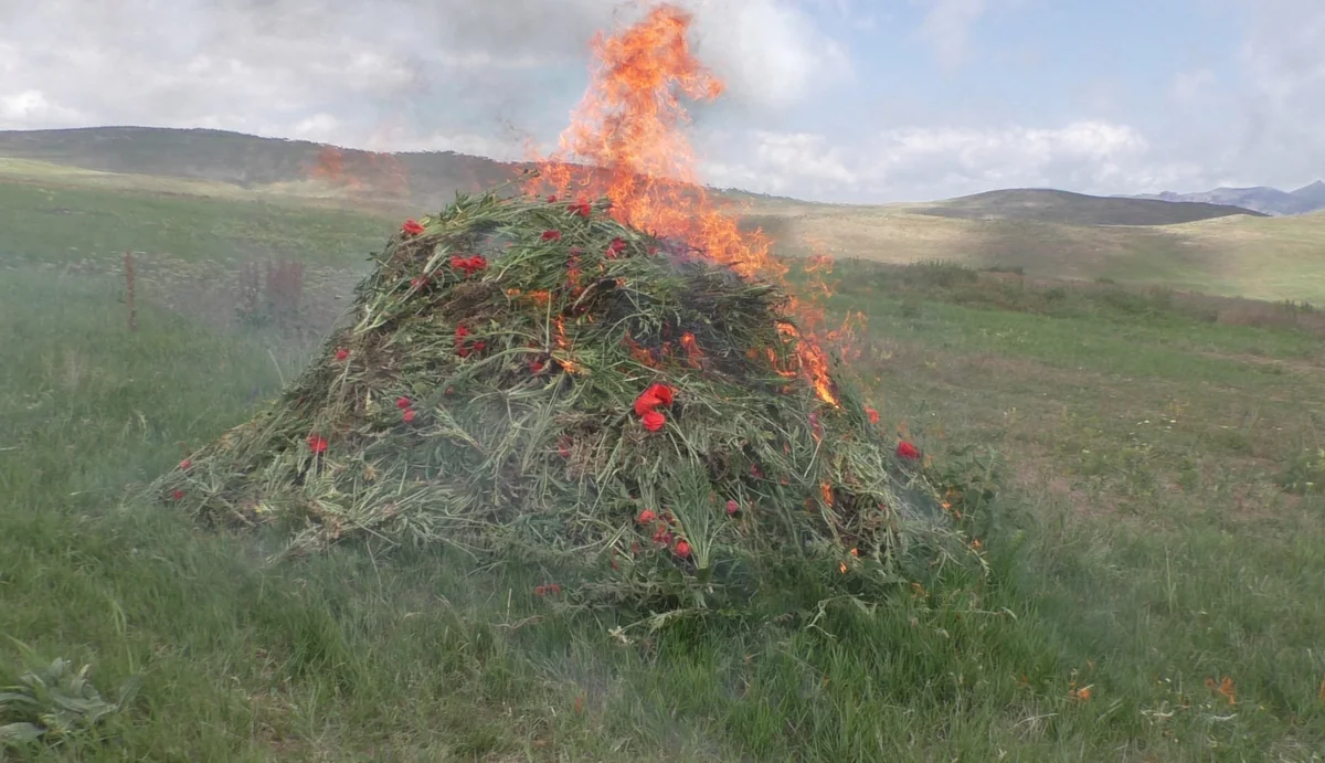 Yardımlıda 9 200 ədəd xaş-xaş kolu məhv edilib