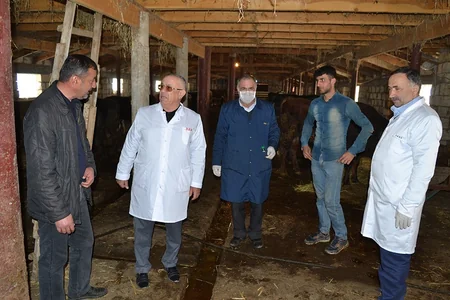Masallıda heyvanlar arasında profilaktik peyvəndləmə tədbirləri aparılır