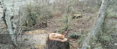Oğuzda köhnə qəbiristanlıqlarda olan ağaclar kəsilib