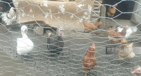 Şimal rayonlarında quş əti və yumurta bahalaşıb