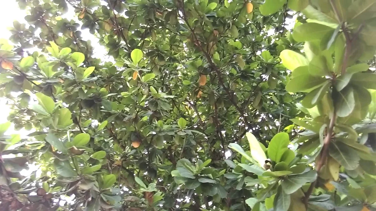 Azərbaycan badam əkin sahələrini artırır
